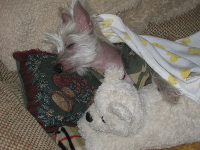 Sleepy Head "Kai" Sleeps In Till 10:00 Most Mornings.