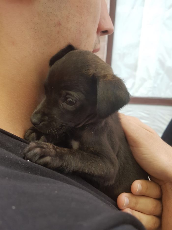 When I Found Pitaya.