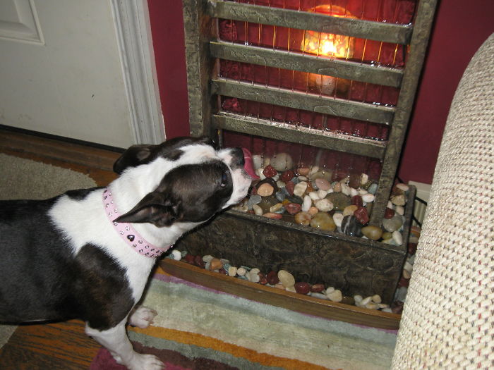 I Finally Found Out Why The Water Fall Fountain Needed Water Added Daily. Chi-Ann Thinks This Is Her Personal Water Fountain.