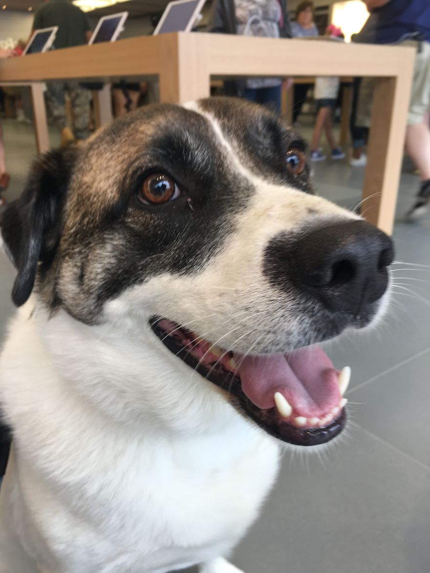 Loki Loves Having His Picture Taken!