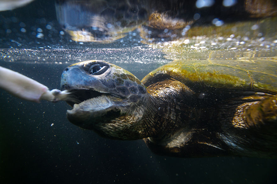 I've Been Photographing The Sea Turtle Rescue Center For 4 Years