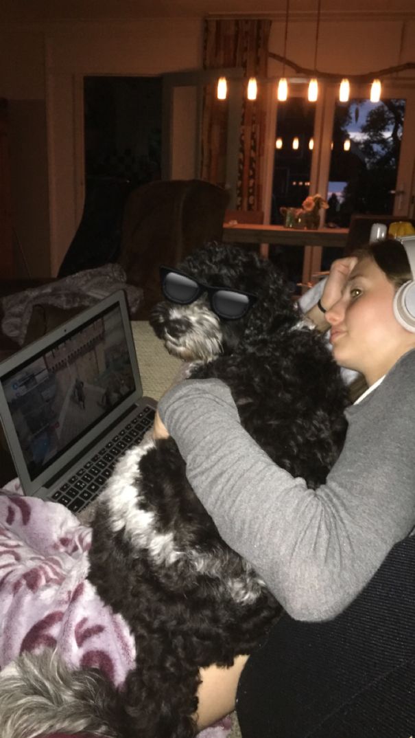 Our Dog When She Wants Attention