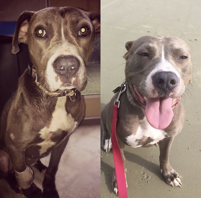 My Death Row Pupper Dixie! From The Left, Her First Day Home To The Right Her Now! She Is Perfect!