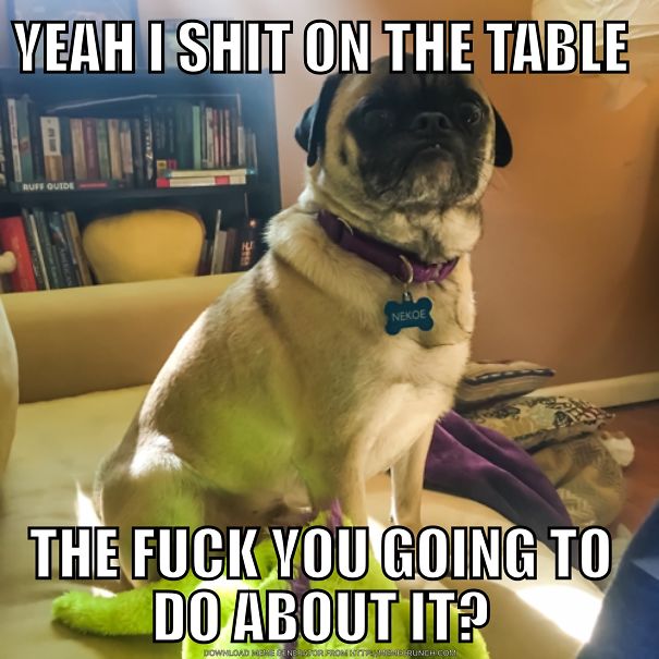 5 Minutes After We Found A Turf In The Dining Room Table... Unapologetic