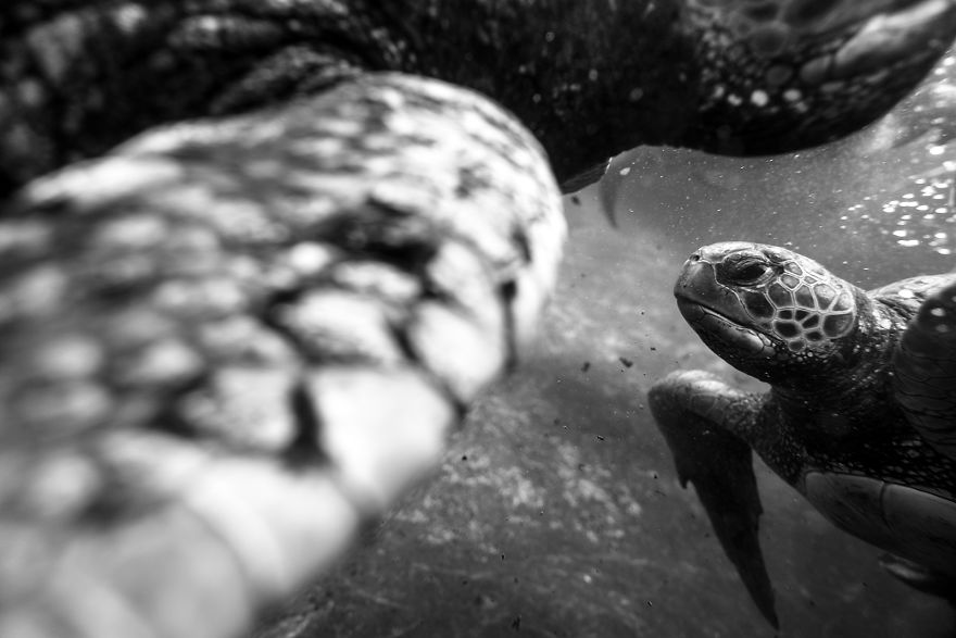 I've Been Photographing The Sea Turtle Rescue Center For 4 Years I've Been Photographing The Sea Turtle Rescue Center For 4 Years