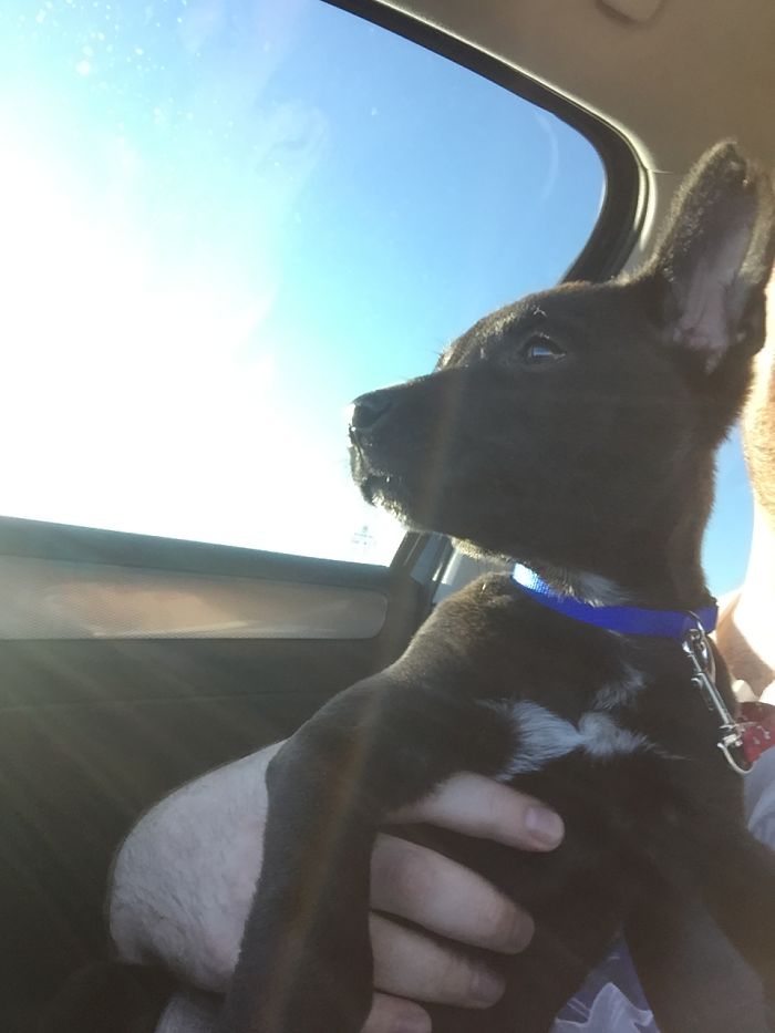 Bringing Kato Home From The Shelter, Almost Exactly 2 Years Ago