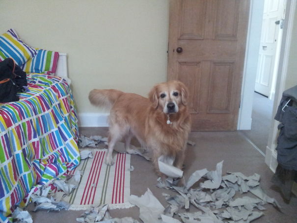 This Is Not What It Looks Like. I Been Designated The Paper Shredder, Aye.