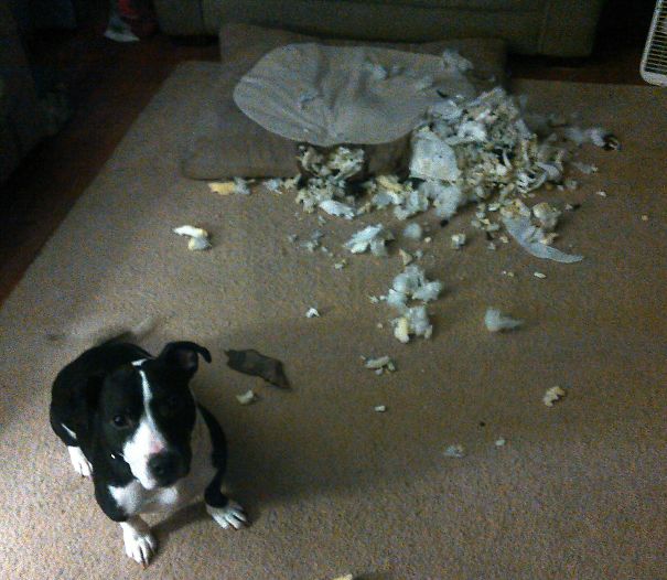 He Was So Proud Of Himself!