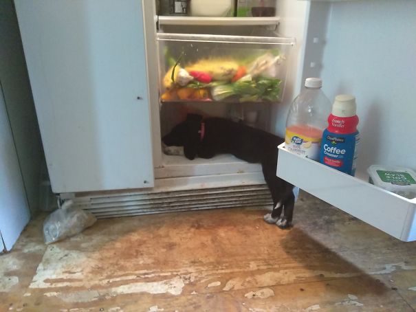 I'm Gonna Cool Off This Way Since Your To Broke You Get New Air-Conditioner.