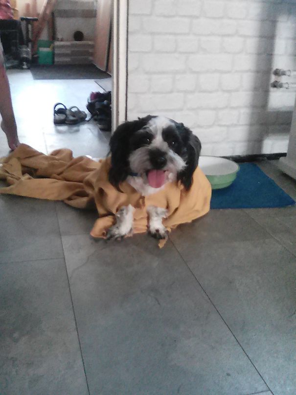 First I Eat My Blanket, Then Wearing It......