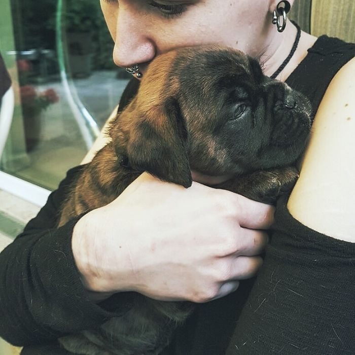 First Time I Met My Beautiful Boxer Girl Juniper, I Cried When I Could Finally Take Her Home