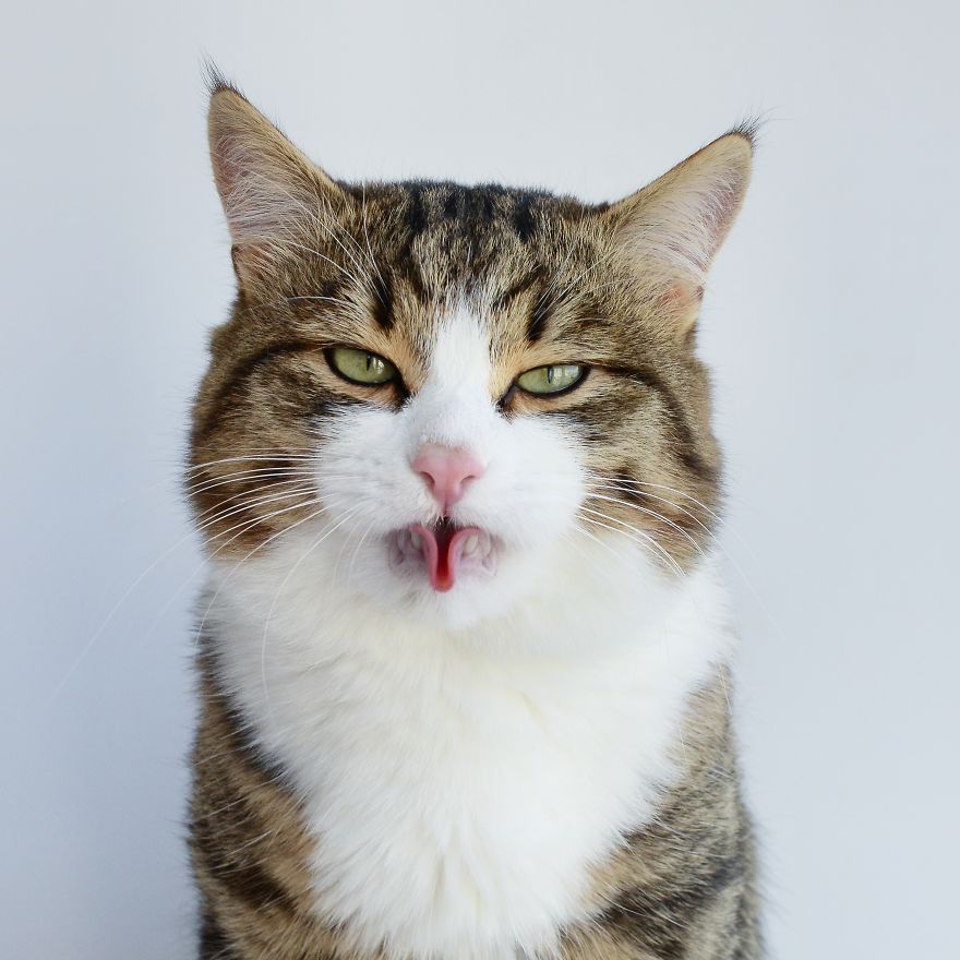 Rexie The Cat-King Of Bleps And Tongue Tricks
