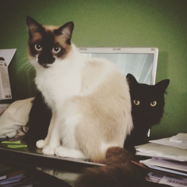 Do You Want To Work Human?