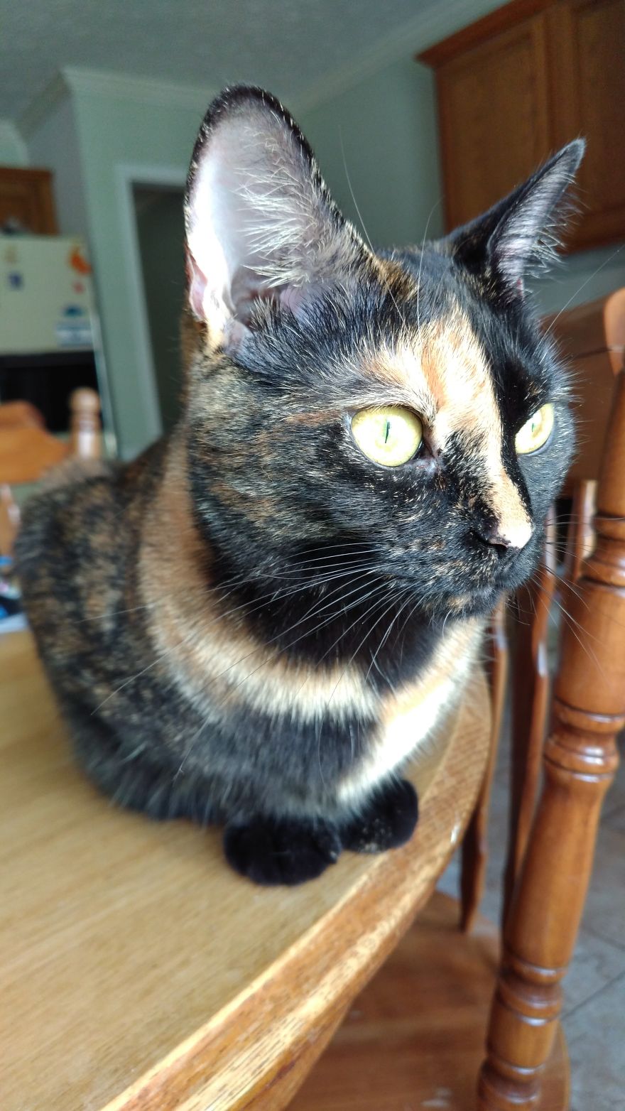 Sweet Baby I Got Off The Road After She Was Run Over By A Pickup Truck At 5 Weeks Old (Now 2yrs)