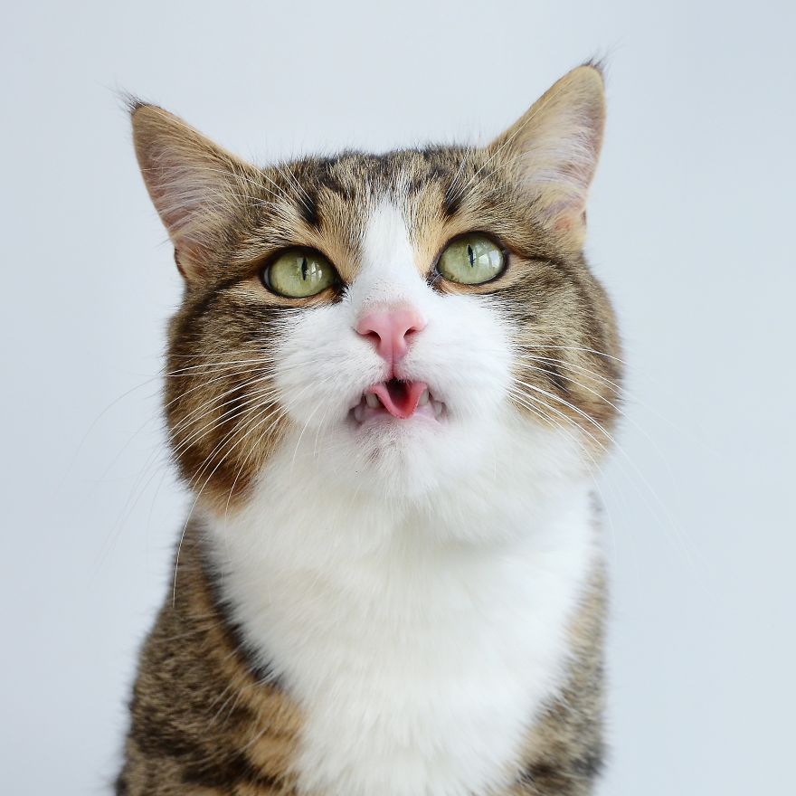 Rexie The Cat-King Of Bleps And Tongue Tricks