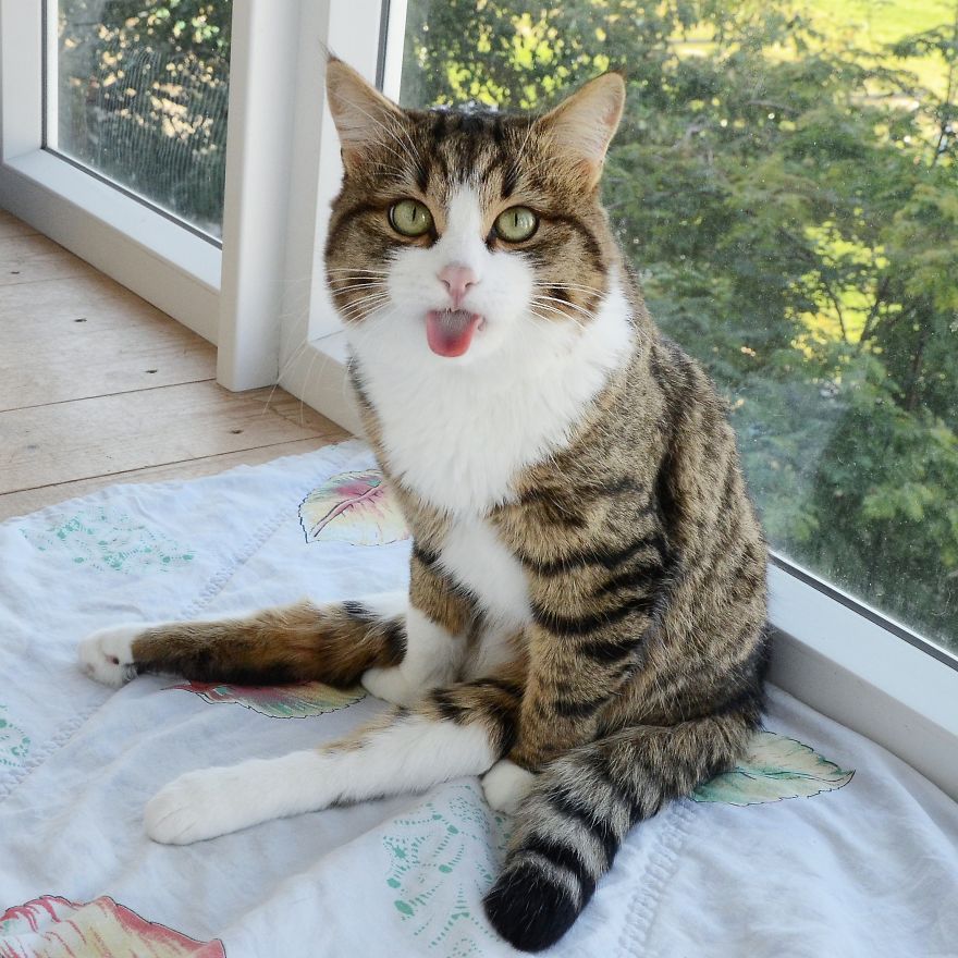 Rexie The Cat-King Of Bleps And Tongue Tricks