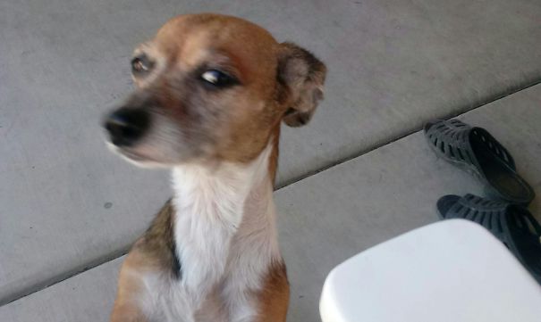 My Dog Gave Me This Face As Soon As I Took The Pic. She Also Likes Running Away From You And Thinks Its A Game. Pain In The Butt.