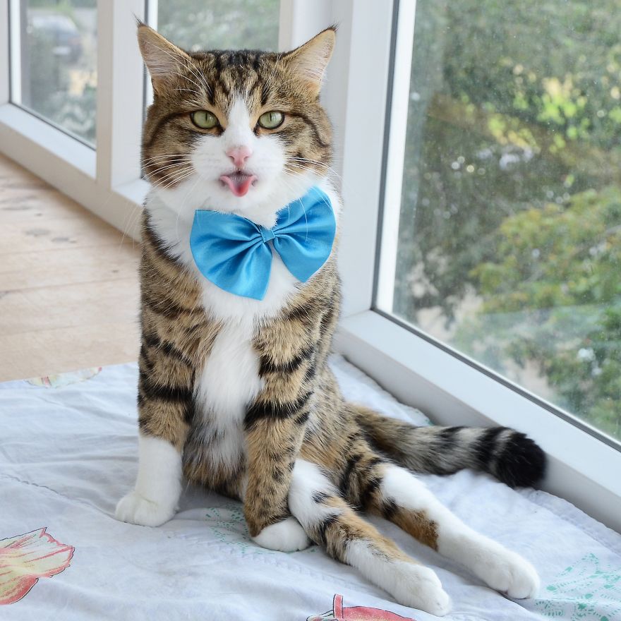 Rexie The Cat-King Of Bleps And Tongue Tricks