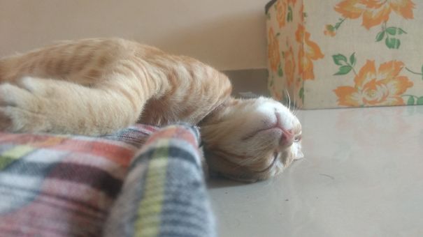 After A Tiring Day Of Destroying My Hooman!