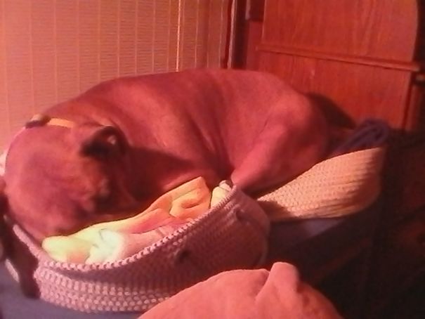 My Boxer Maggie Sleeping On Both Kitty Beds.