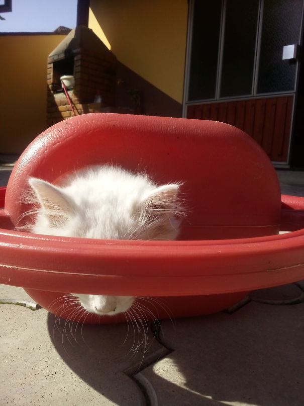 My Cat Thinks If She Can't See Me, I Can't See Her Also.