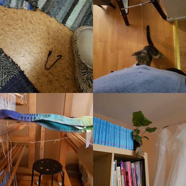 Loom, Charger Or Flowers, Nothing Is Safe When My Cat Is Around.