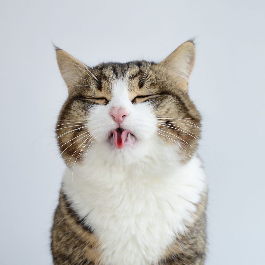 Rexie The Cat-King Of Bleps And Tongue Tricks