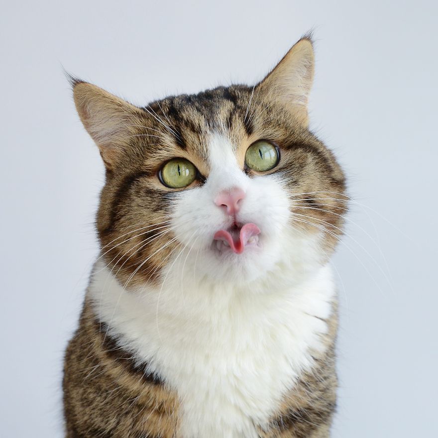 Rexie The Cat-King Of Bleps And Tongue Tricks
