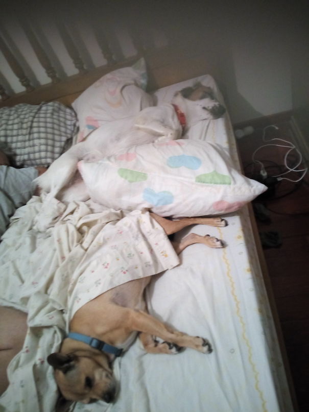 Went Up To Bed To Sleep My Side Is On The Right My Furballs Beat Me To It.