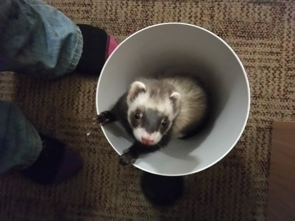 Nyx Is The Reason I Can't Actually Keep Trash In My Garbage Can