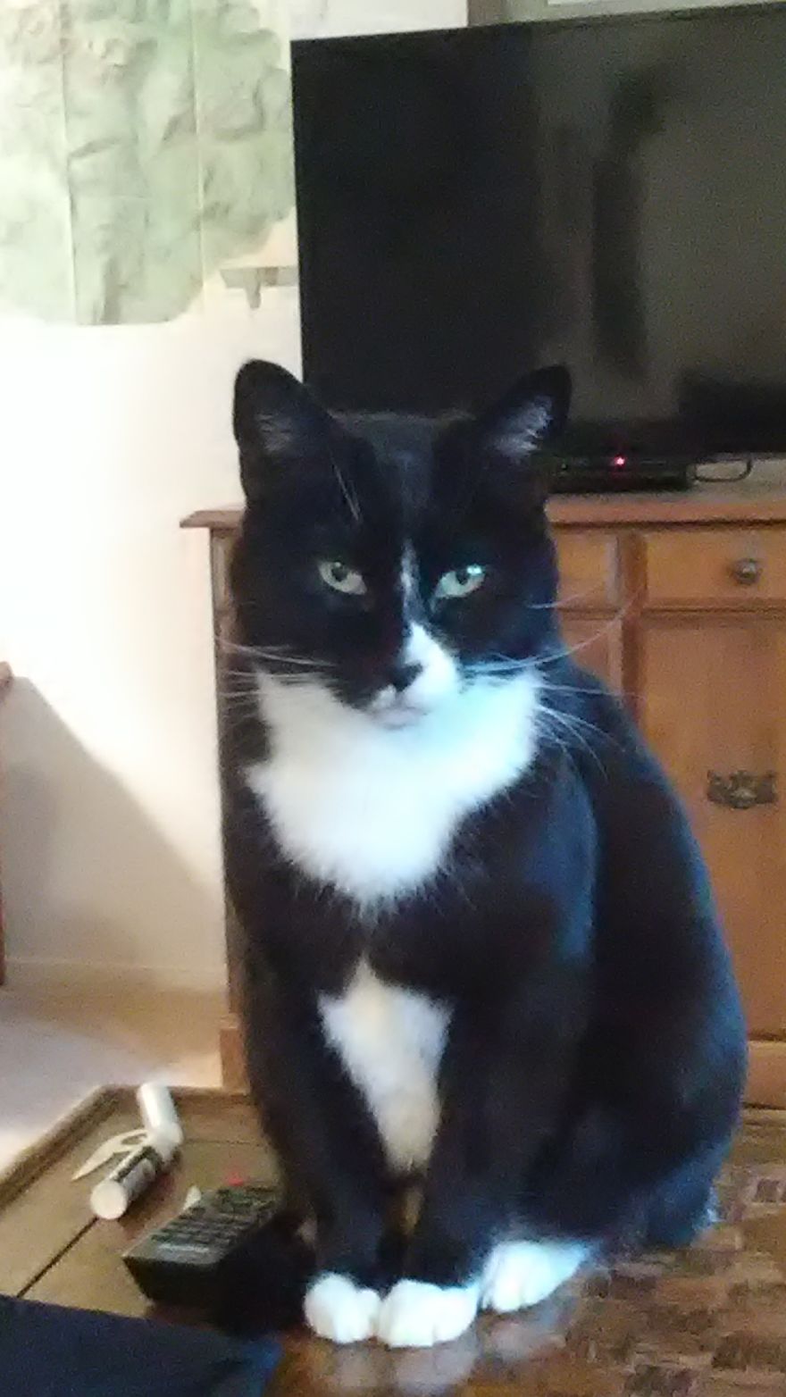 The Look My Cat Gave Me When I Told Her She Can't Have Any Mac And Cheese