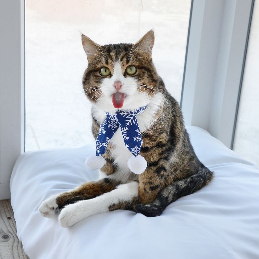 Rexie The Cat-King Of Bleps And Tongue Tricks