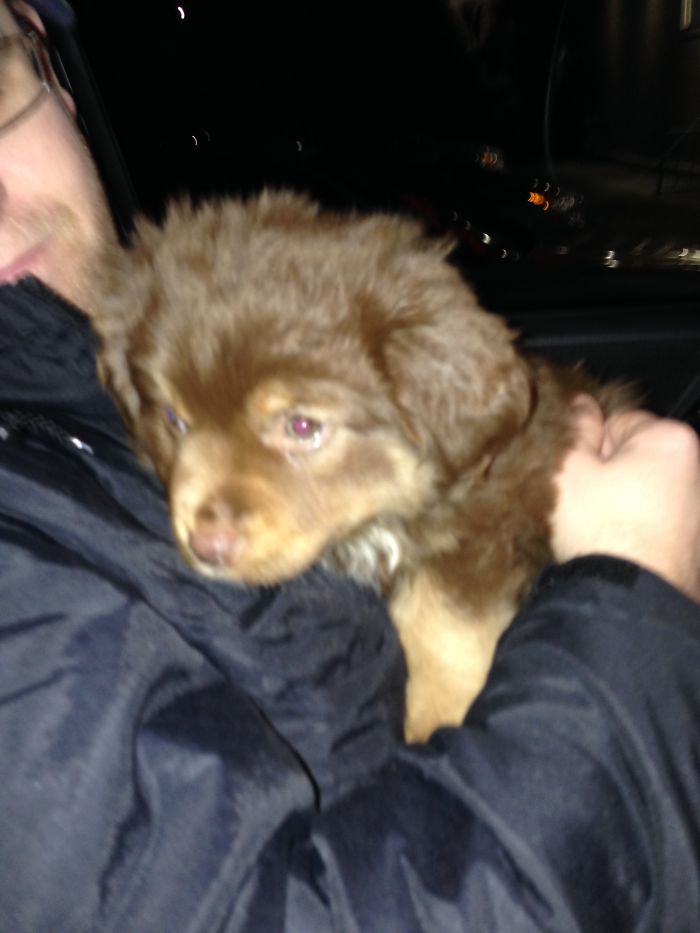 Bella And Robert On The Night We Chose Her From The Breeder.