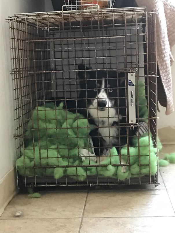 Lock Me In A Cage Will You....