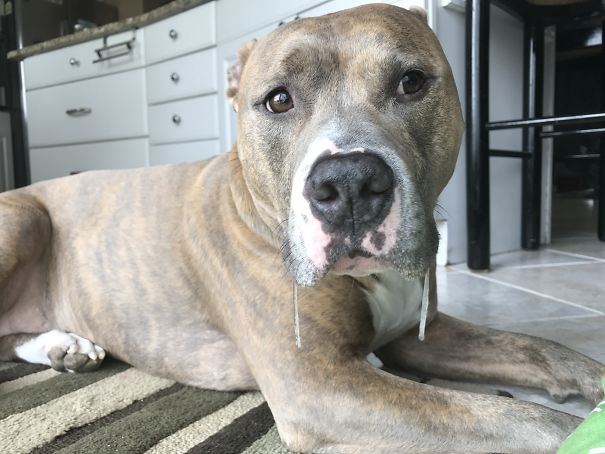 When I Find A Pool Of Slobber, It's Usually Too Late And I'm On My Ass