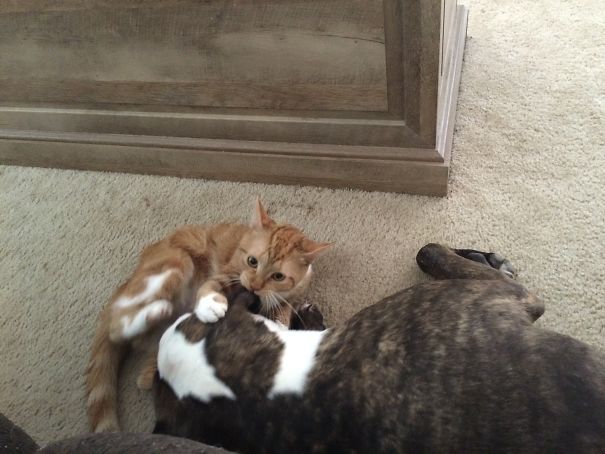 You Want To Sleep I Bite Your Face