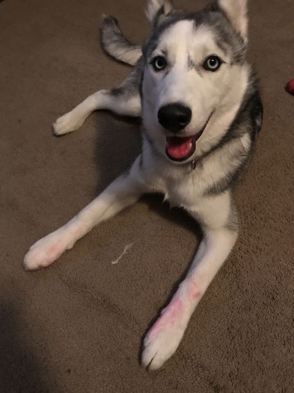 I Haven't Seen Your Pink Highlighter.