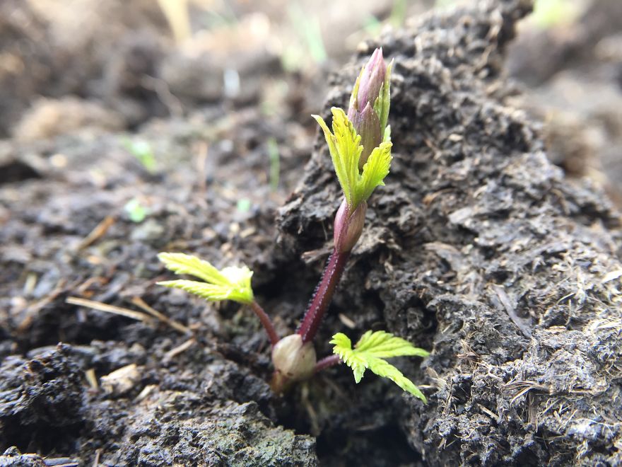 I've Spent 1 Year Growing My Own Beer