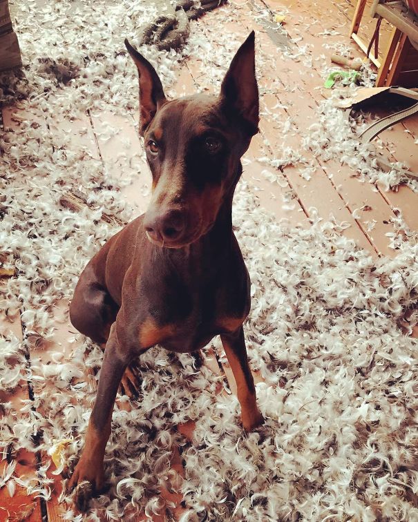 Feathers On The Menu