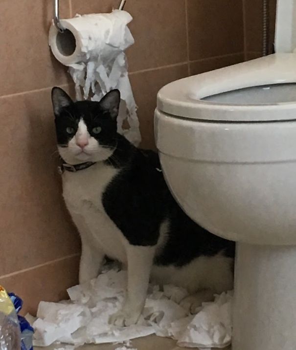 Stinker Does This To Every Roll He Finds...