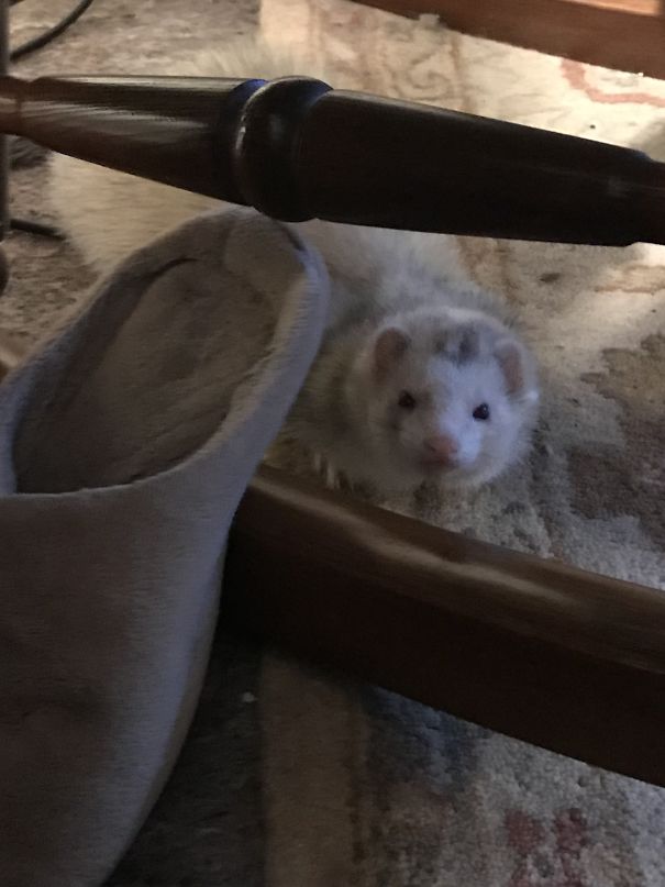 He Takes Just One From Every Pair.