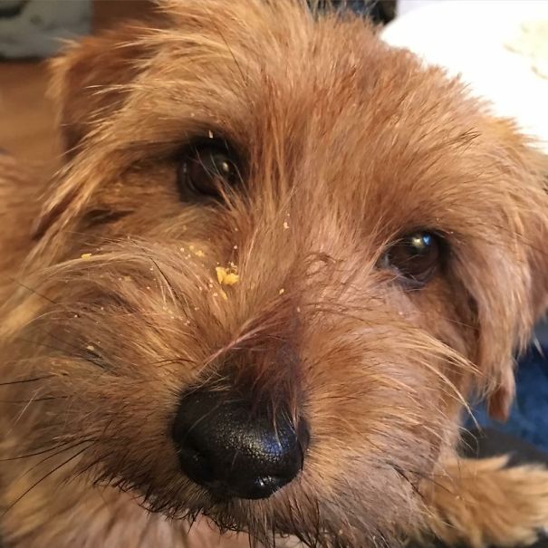 No, I Have Not Seen Your Cheese Doodles.