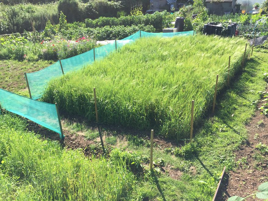 I've Spent 1 Year Growing My Own Beer