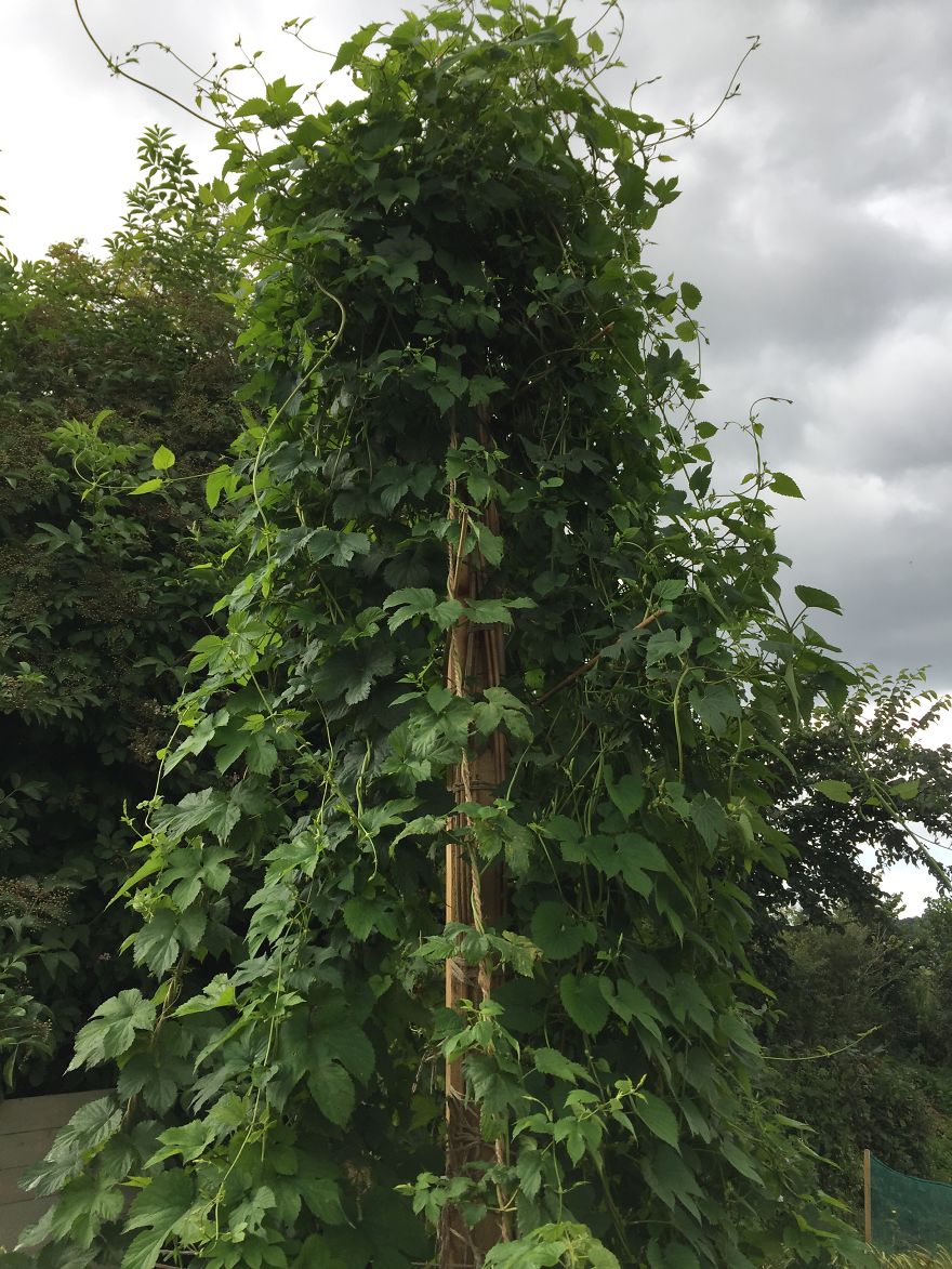 I've Spent 1 Year Growing My Own Beer I've Spent 1 Year Growing My Own Beer