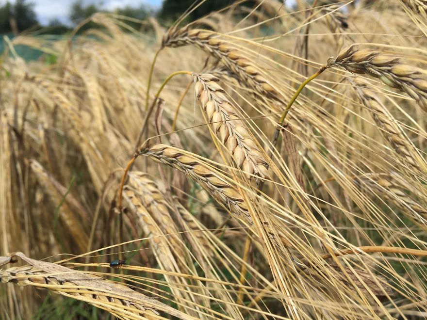 I've Spent 1 Year Growing My Own Beer I've Spent 1 Year Growing My Own Beer