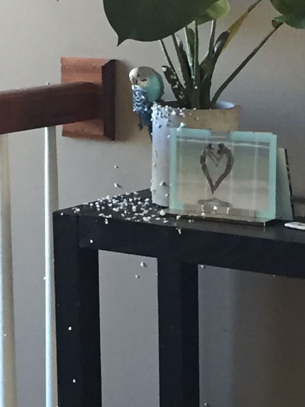 This Just Happened🙁 My Bird Destroyed My Plant. Naughty Bird!!