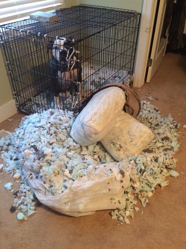 He Did This While Locked Inside The Crate...