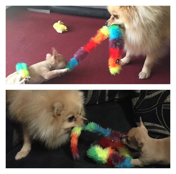 Definitely Not Keen On Sharing With The New Puppy