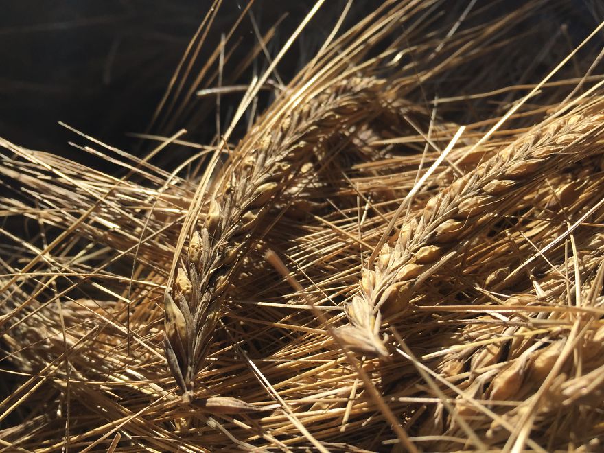 I've Spent 1 Year Growing My Own Beer