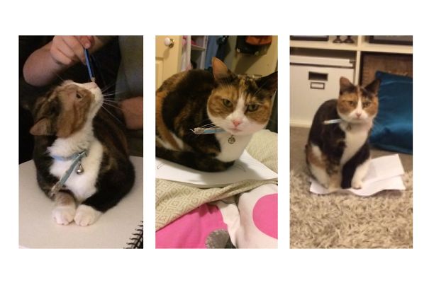 My Cats Favorite Place To Sleep Is On Important Paperwork